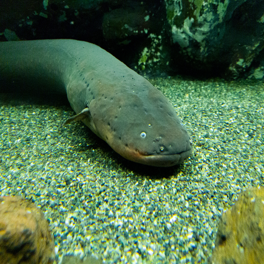 electric-eel electric eel